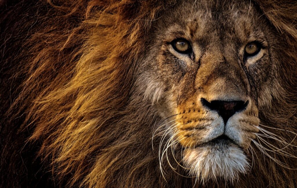 Close-up Photo of Lions Head